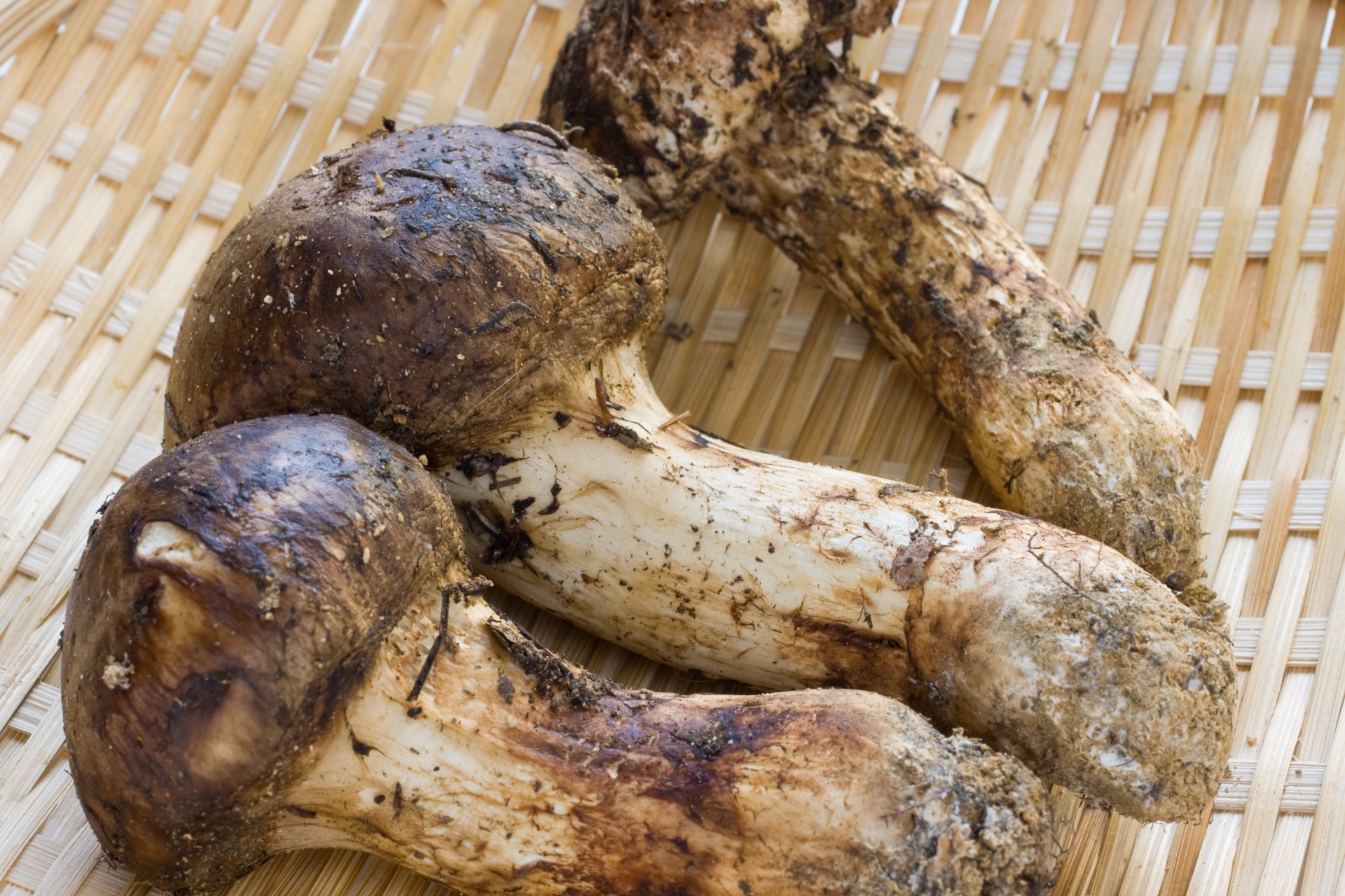 長野県産松茸をお取り寄せ！産地と特徴、選び方まで徹底解説