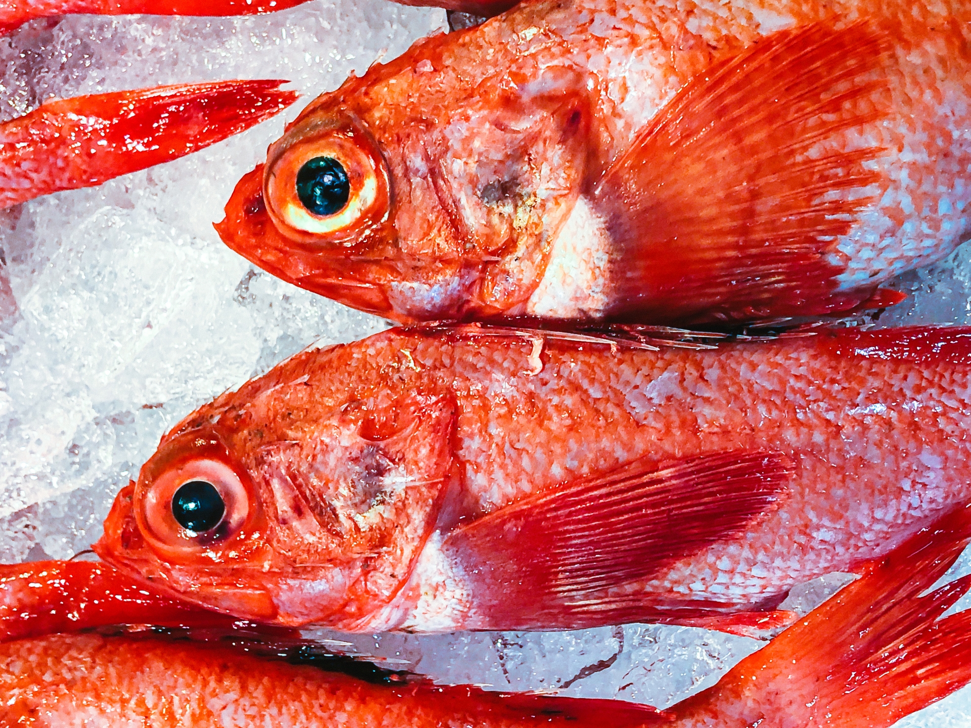 【2月が旬！】金目鯛のお取り寄せはコレ！味・特徴・おすすめレシピまで徹底解説