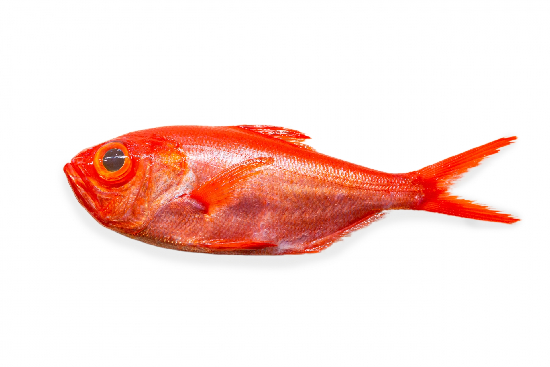 【2月が旬！】金目鯛のお取り寄せはコレ！味・特徴・おすすめレシピまで徹底解説