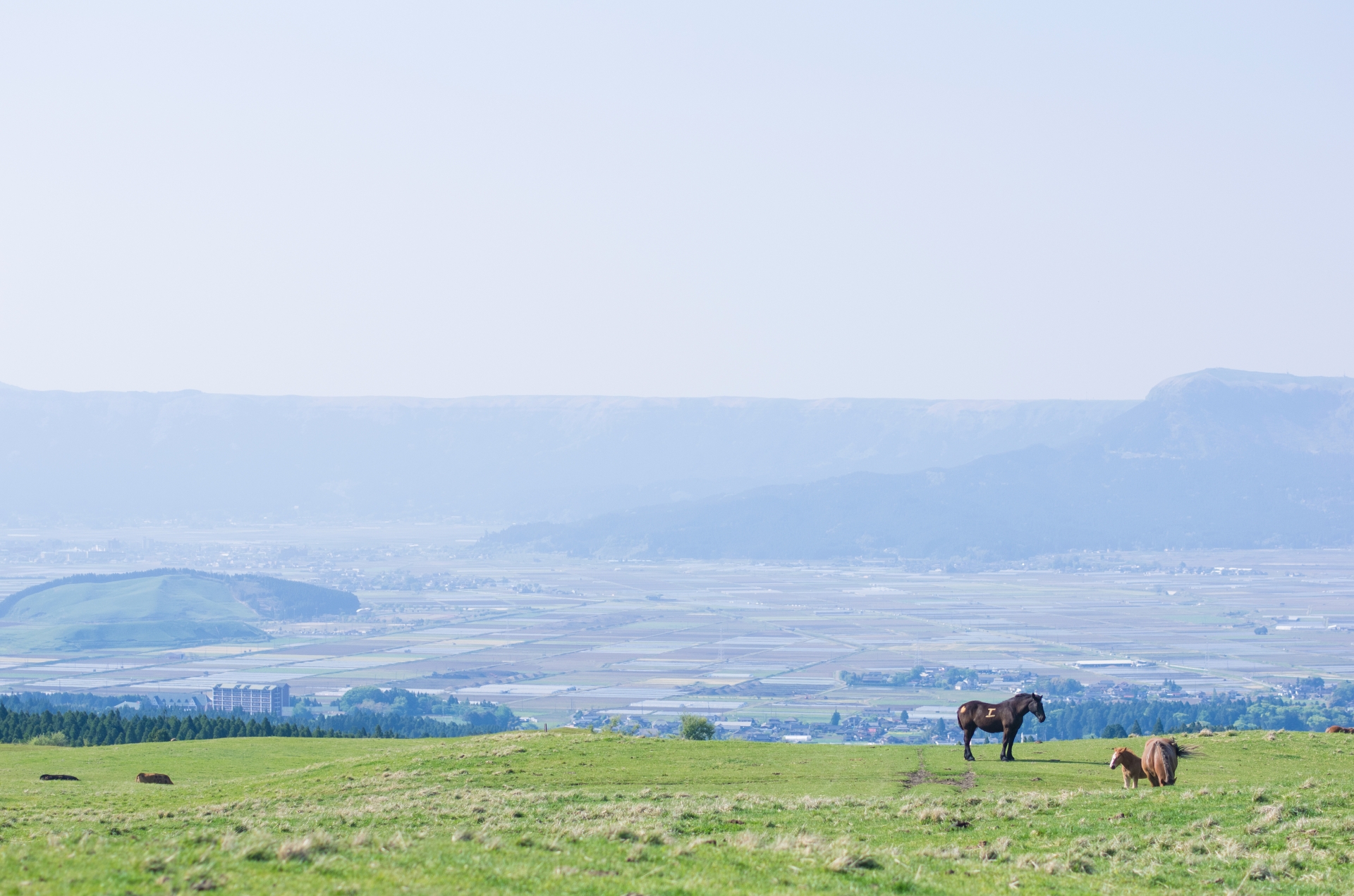 安全・美味しい馬刺しをお取り寄せ！産地・部位の特徴からおすすめ店まで徹底解説