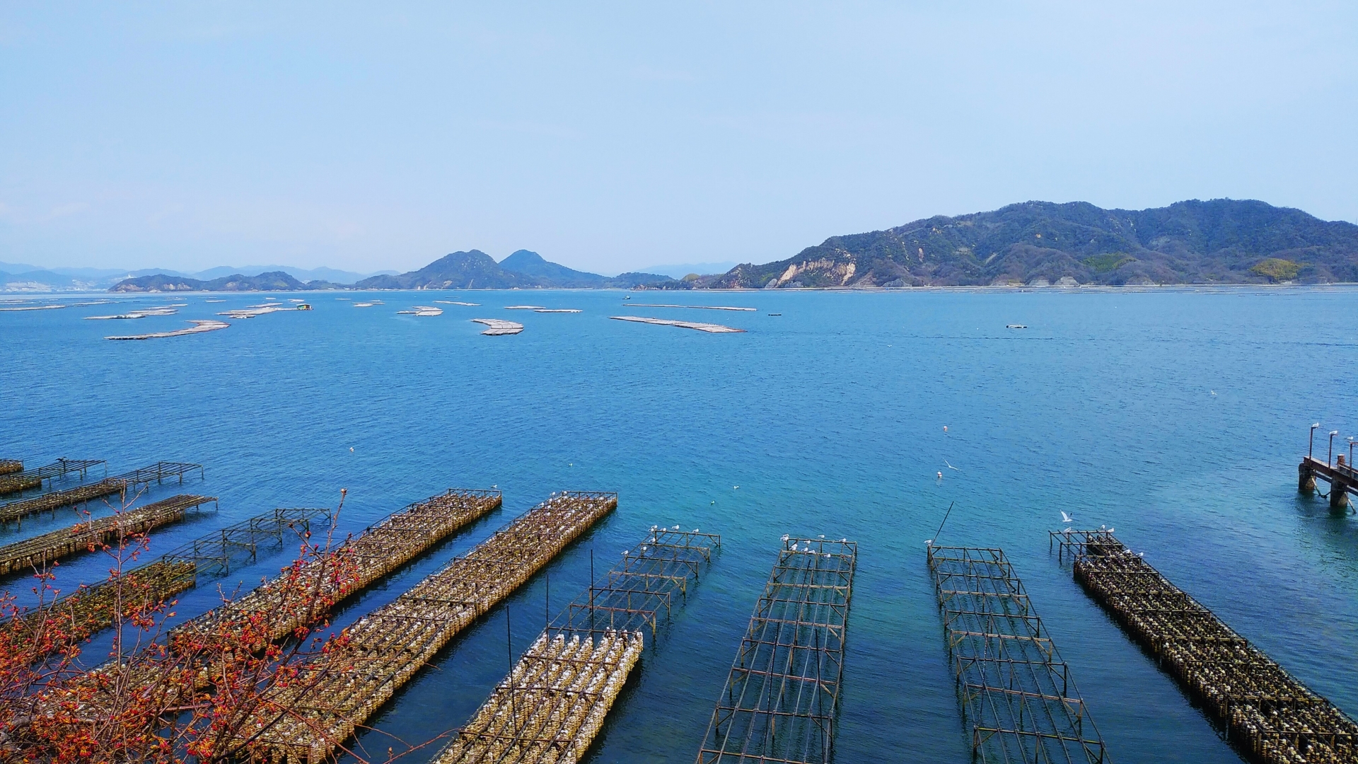 牡蠣の旬は「産卵前」がベスト！広島県産「海のミルク」の秘密とお取り寄せ術