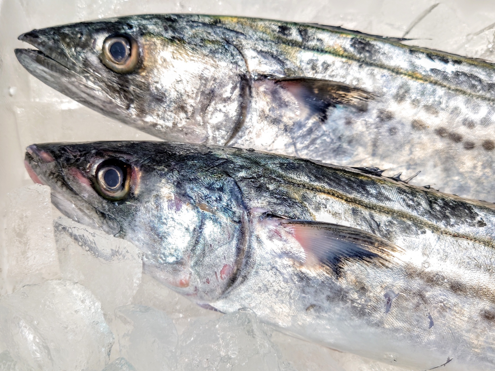 【3月が狙い目】鰆の旬を徹底解説!特徴から絶品レシピ、お取り寄せまで