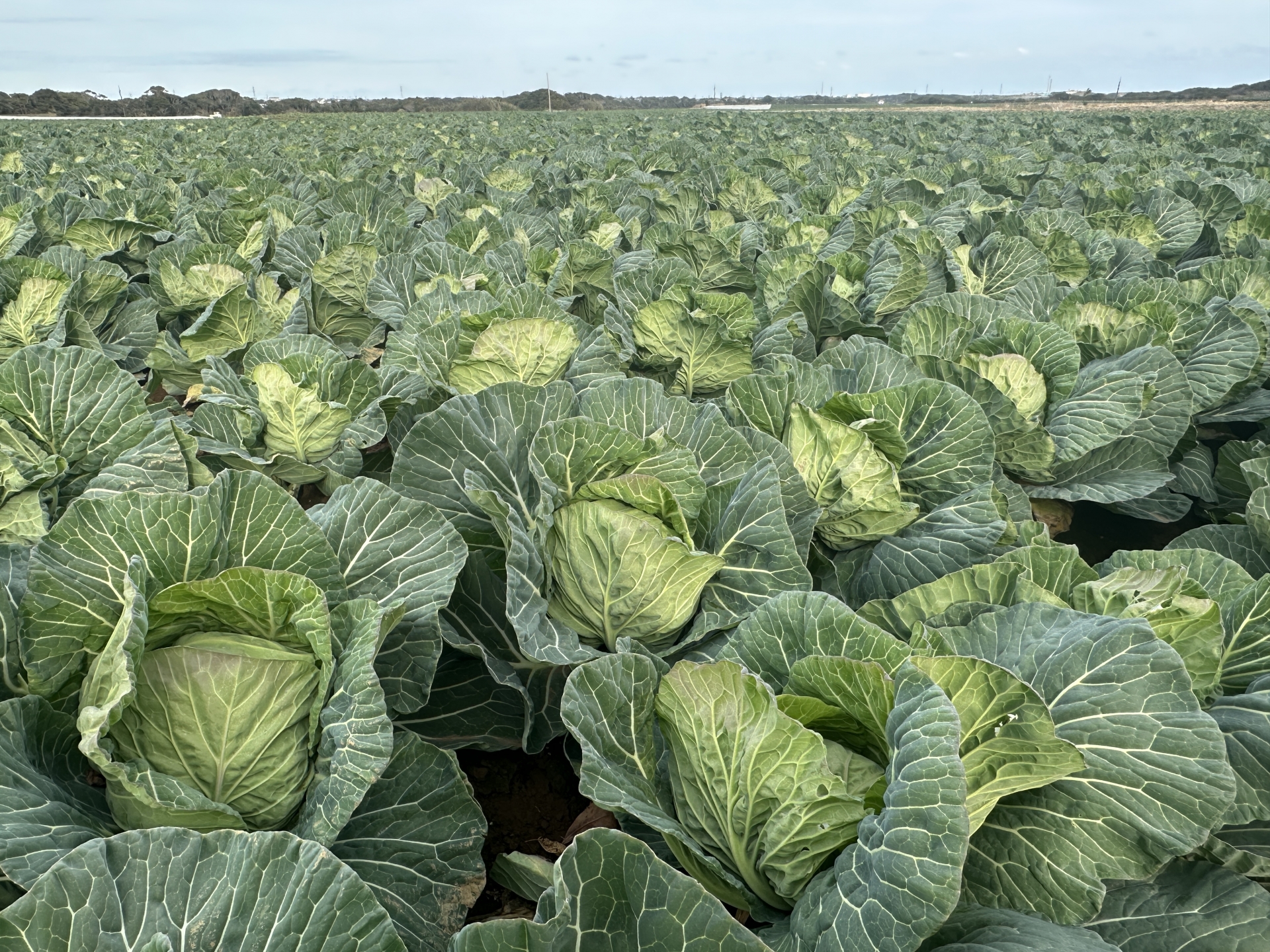 春キャベツのすべて！旬の時期・特徴・選び方・絶品レシピ・お取り寄せガイド