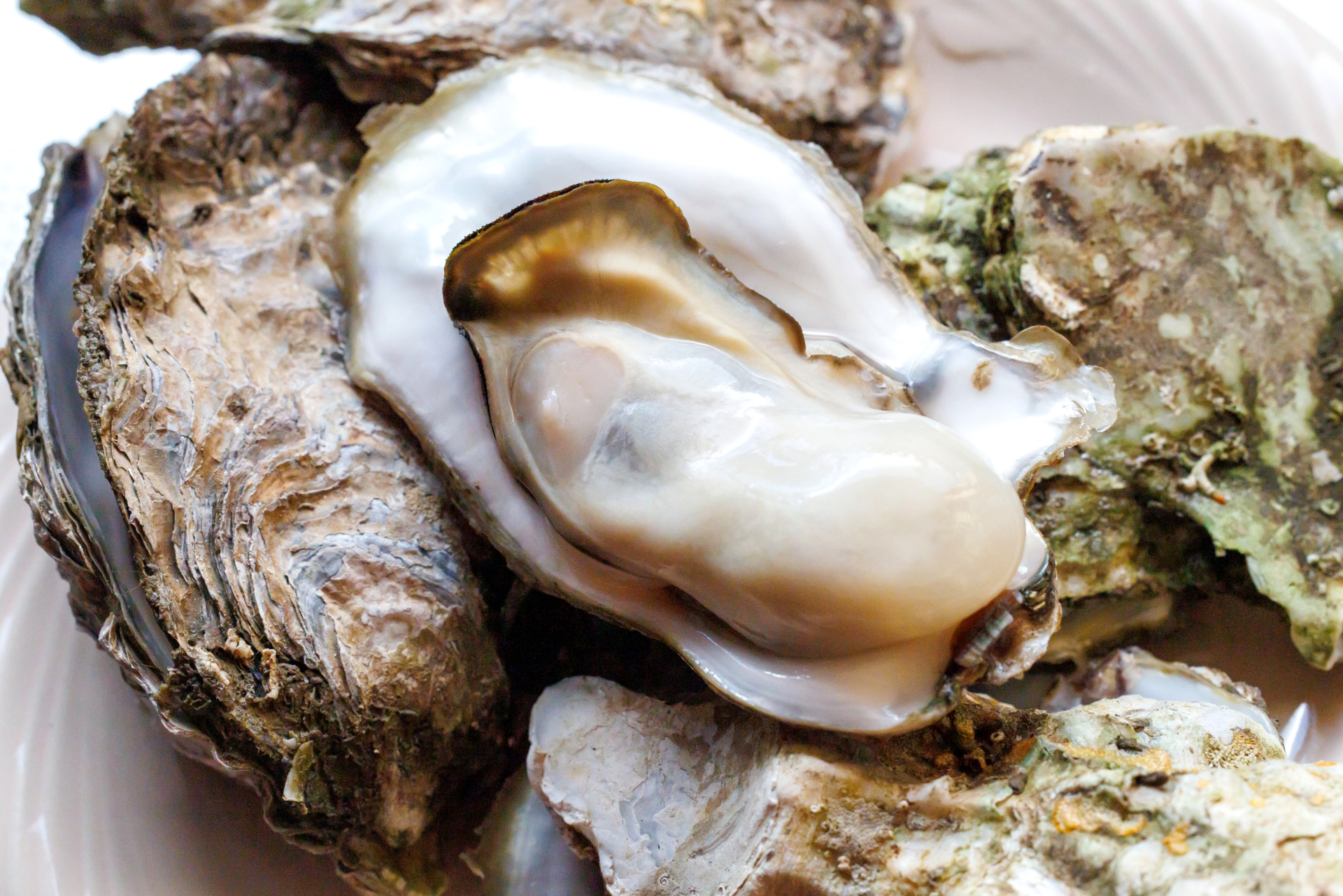 牡蠣の旬は「産卵前」がベスト！広島県産「海のミルク」の秘密とお取り寄せ術