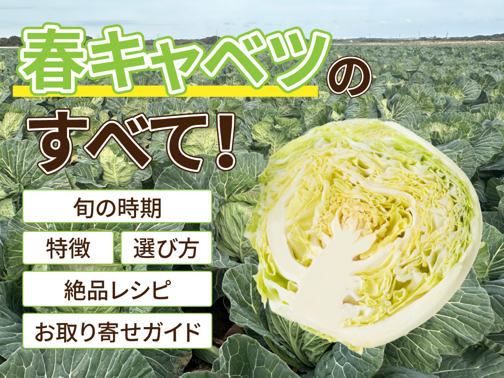 春キャベツのすべて！旬の時期・特徴・選び方・絶品レシピ・お取り寄せガイド