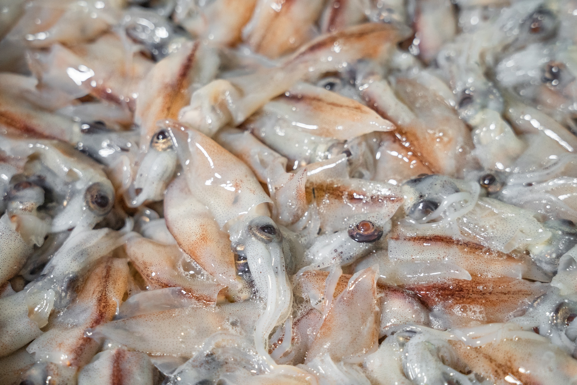 【決定版】ホタルイカお取り寄せ！生とボイル、どっちが美味しい？おすすめ徹底比較