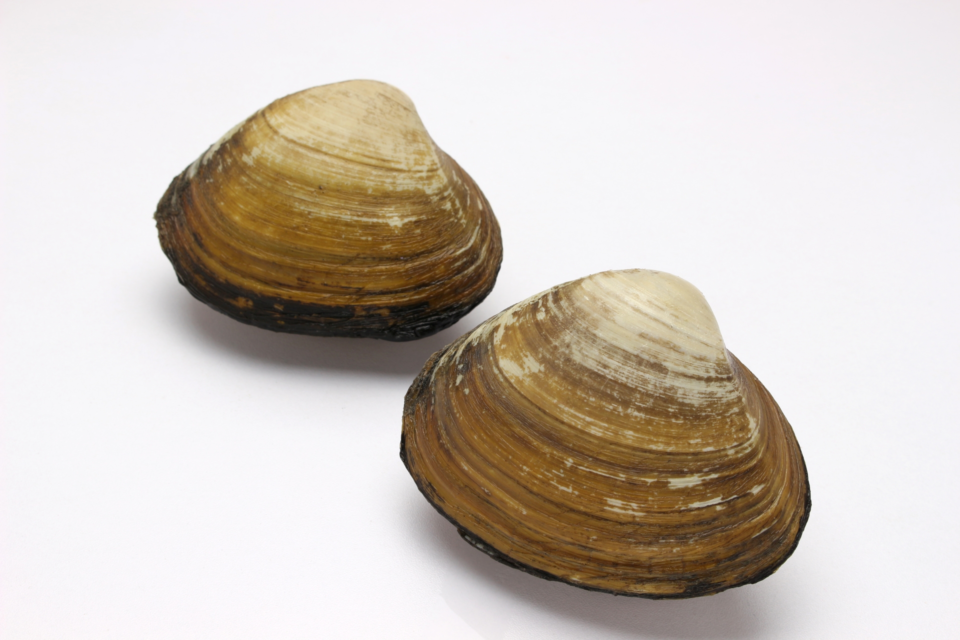 【旬はいつ？】ホッキ貝の特徴と美味しい食べ方｜お取り寄せできる人気通販サイトも紹介