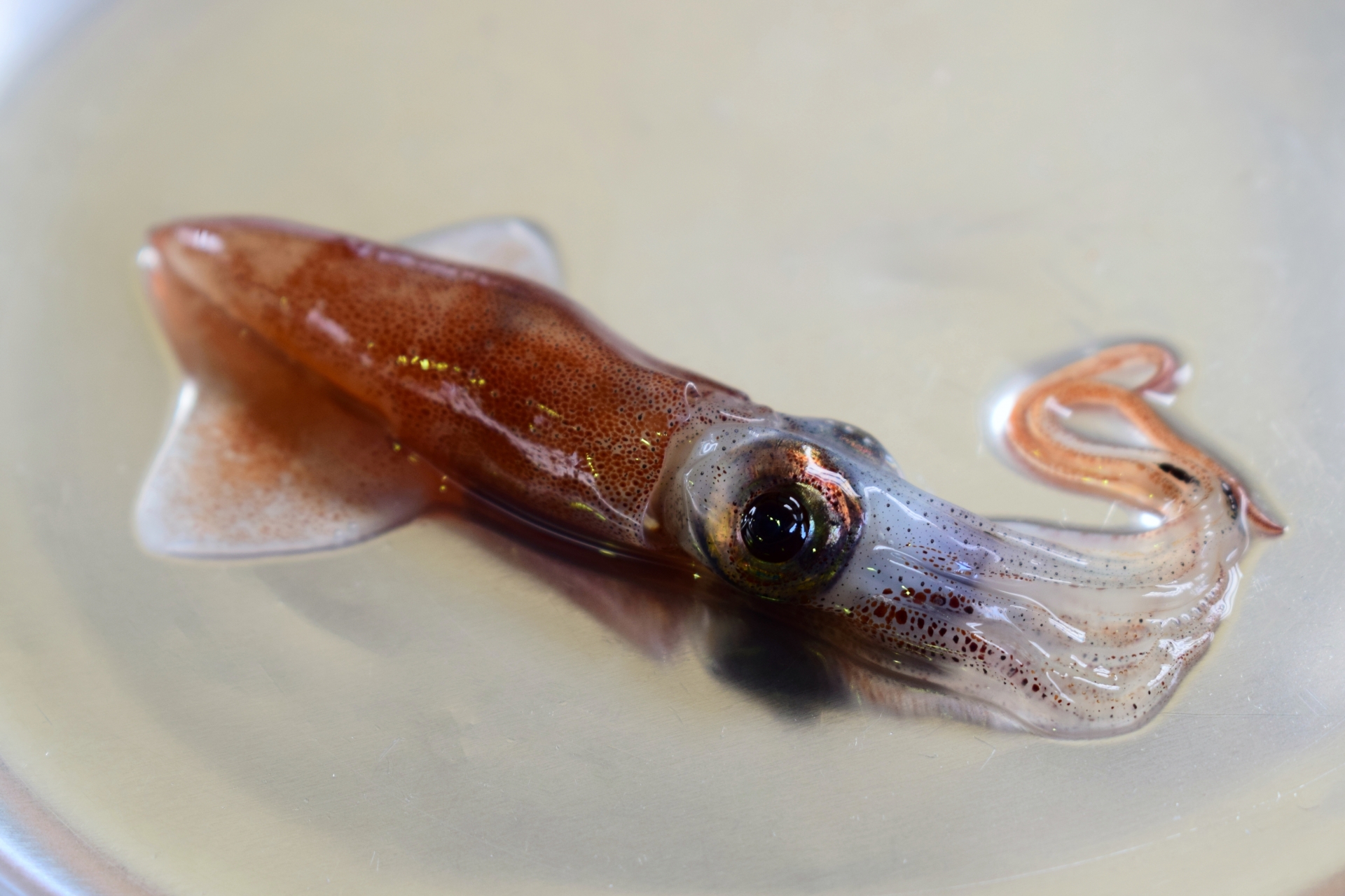 【決定版】ホタルイカの旬は春！産地（富山・兵庫）の特徴、美味しい食べ方、お取り寄せ方法