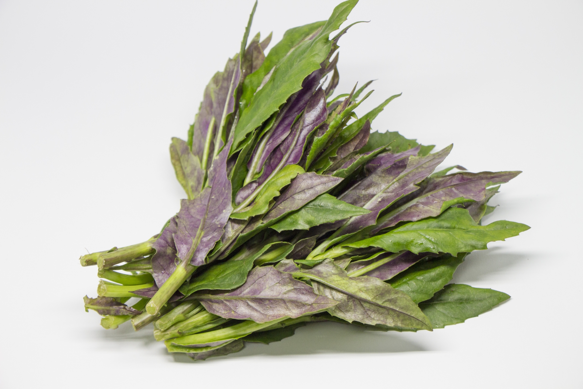 【金沢の恵み】お取り寄せで楽しめる加賀野菜とは？歴史・品種・旬・絶品レシピまで徹底解説！