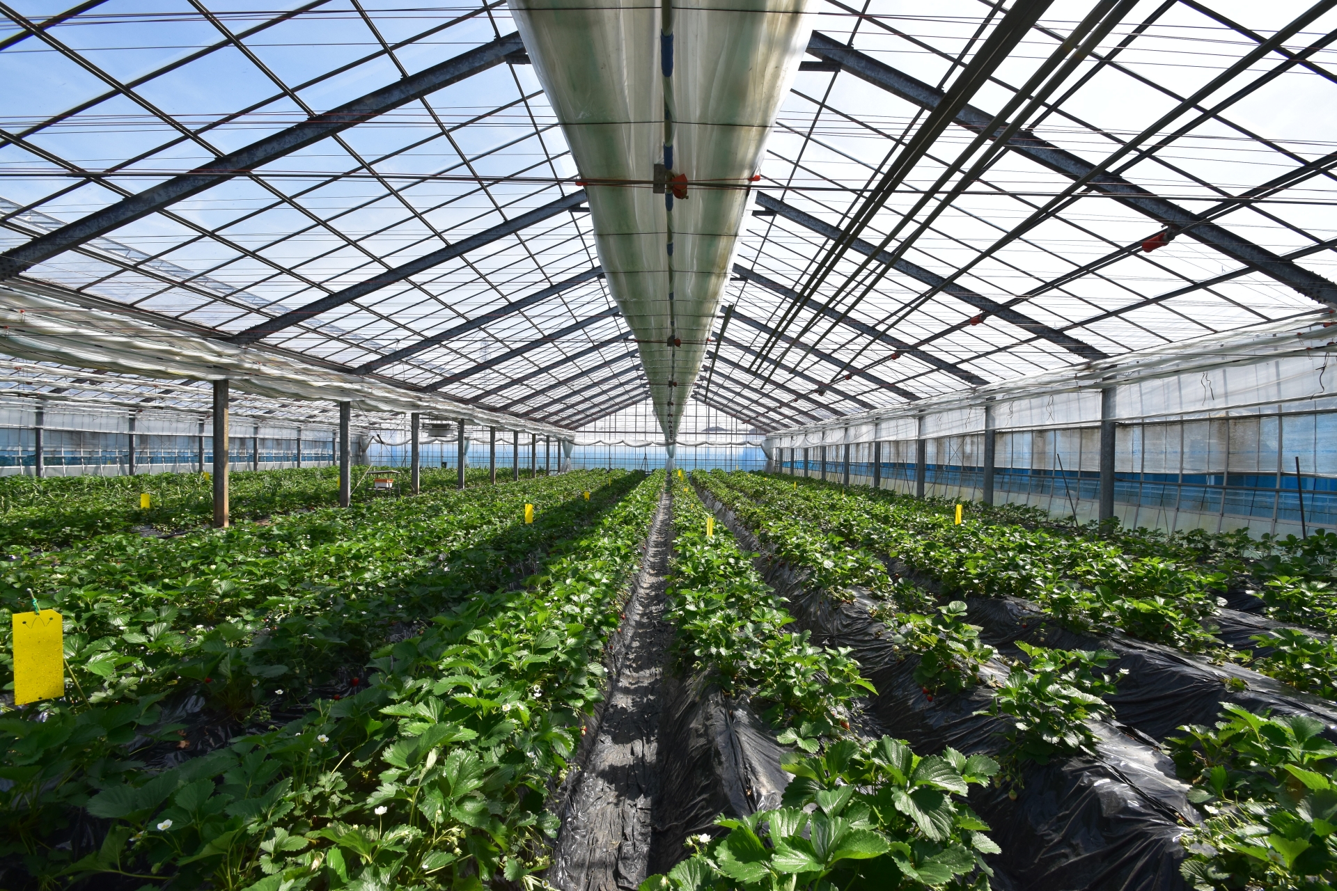 【決定版】九州のお取り寄せフルーツ：有名品種の特徴と賢い選び方