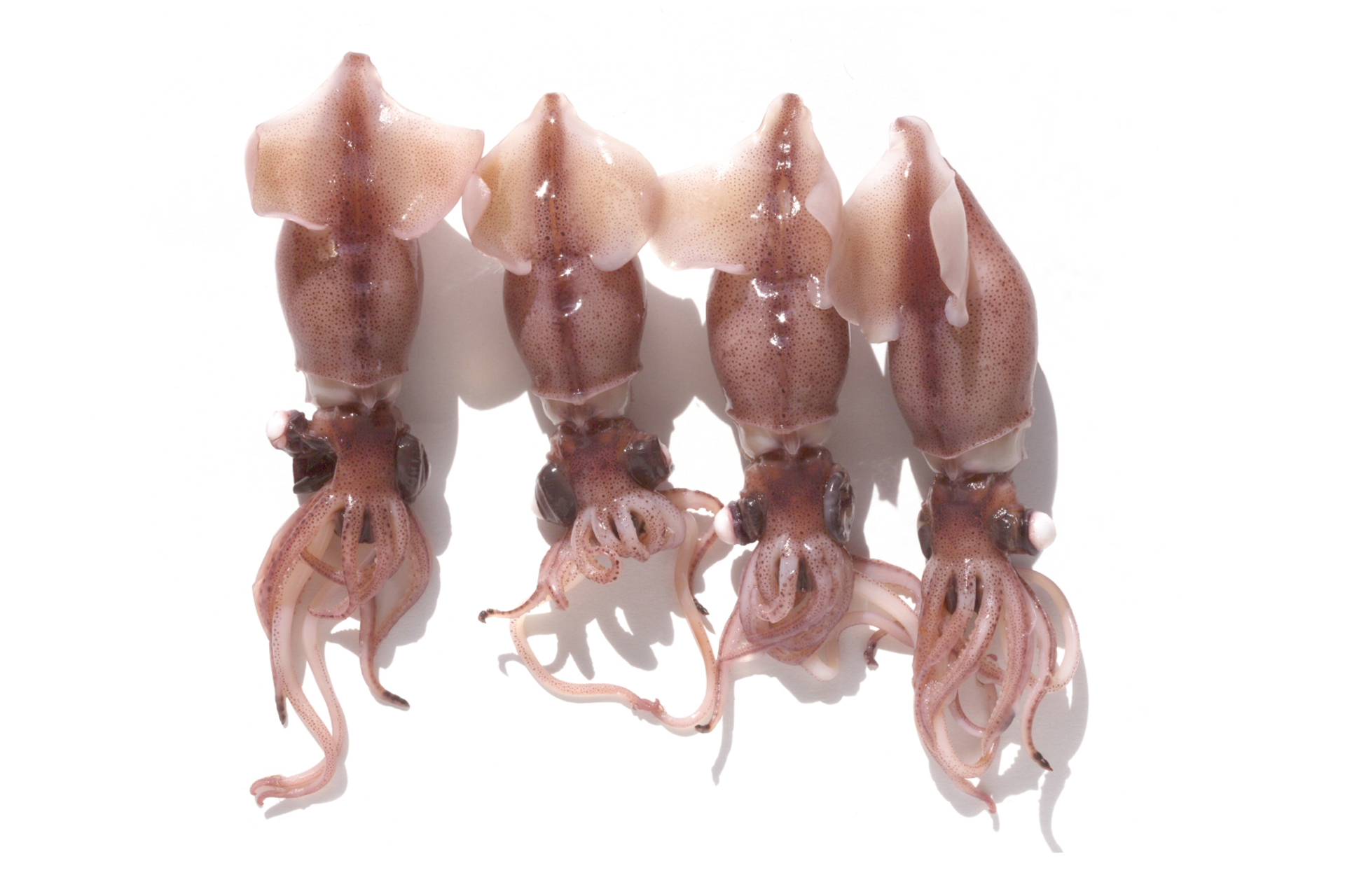 【決定版】ホタルイカお取り寄せ！生とボイル、どっちが美味しい？おすすめ徹底比較